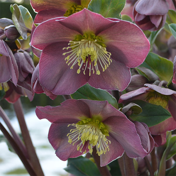 クリスマスローズ：*HGC Ice N’roses 氷の薔薇 コルヴィーナ4.5号ポット