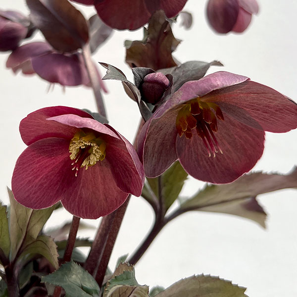 クリスマスローズ：*HGC Ice N’roses 氷の薔薇 コルヴィーナ4.5号ポット（開花終了株）