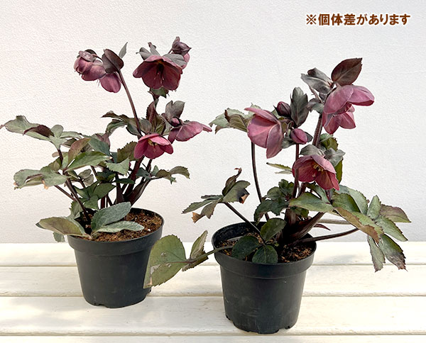 クリスマスローズ：*HGC Ice N’roses 氷の薔薇 コルヴィーナ4.5号ポット（開花終了株）