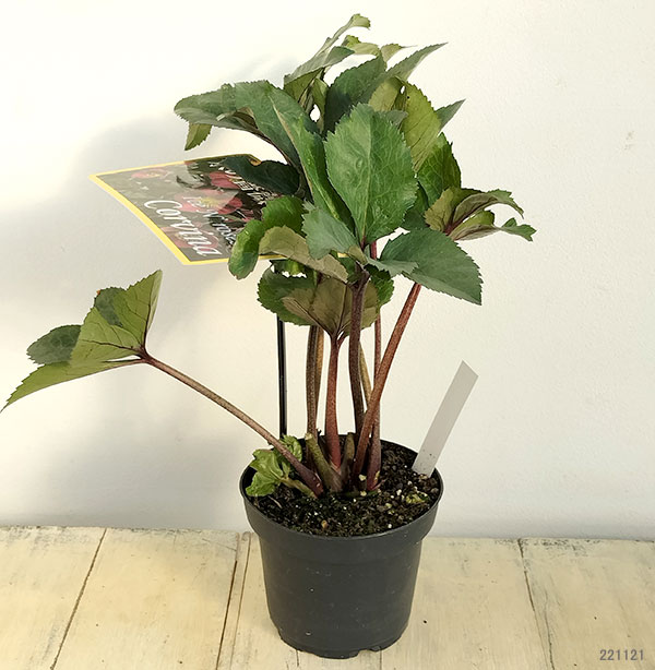 クリスマスローズ：*HGC Ice N’roses 氷の薔薇 コルヴィーナ4.5号ポット