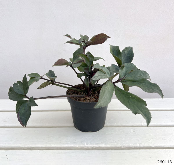 クリスマスローズ：*HGC Ice N’roses 氷の薔薇 コルヴィーナ4.5号ポット