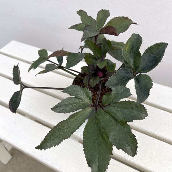 クリスマスローズ：*HGC Ice N’roses 氷の薔薇 コルヴィーナ4.5号ポット