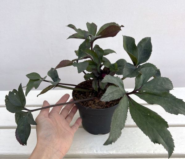 クリスマスローズ：*HGC Ice N’roses 氷の薔薇 コルヴィーナ4.5号ポット