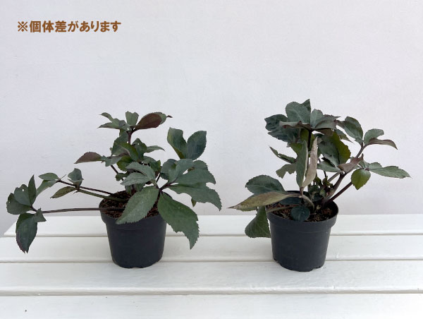 クリスマスローズ：*HGC Ice N’roses 氷の薔薇 コルヴィーナ4.5号ポット