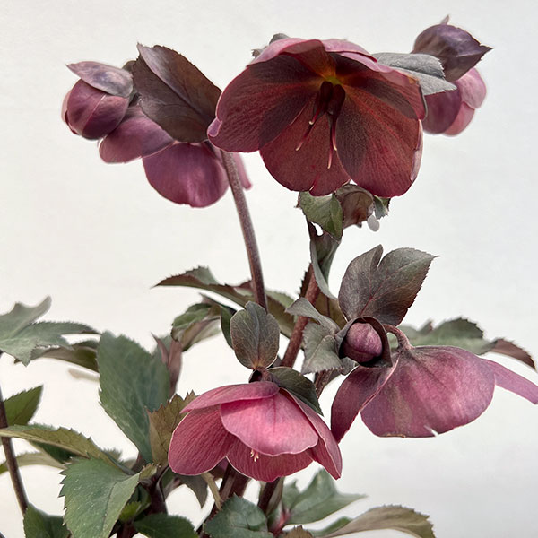 クリスマスローズ：*HGC Ice N’roses 氷の薔薇 コルヴィーナ4.5号ポット（開花終了株）