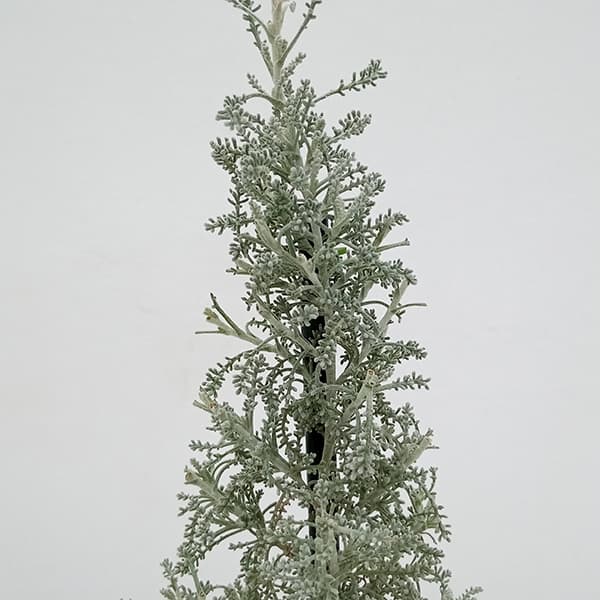 コットンラベンダーのツリー仕立て 3.5号ポット