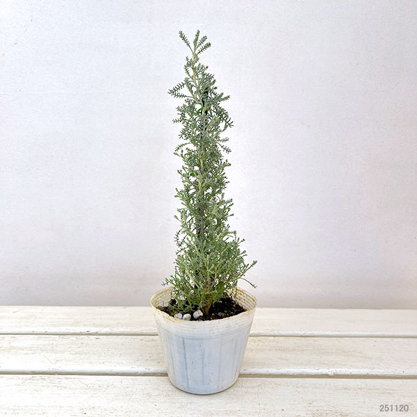 コットンラベンダーのツリー仕立て 3.5号ポット