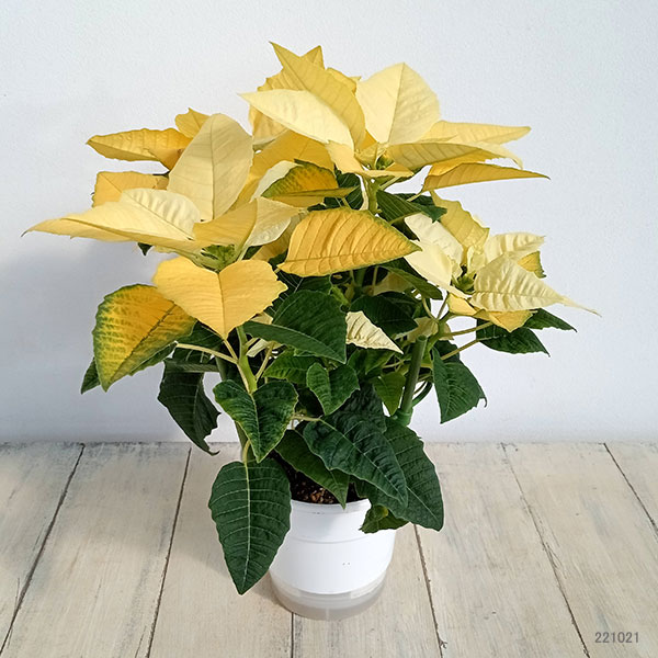 ポインセチア:イエロールクス4号鉢植え*