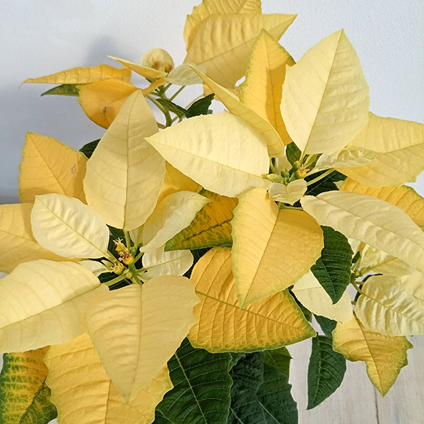 ポインセチア:イエロールクス4号鉢植え*
