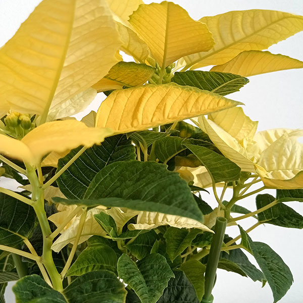 ポインセチア:イエロールクス4号鉢植え*