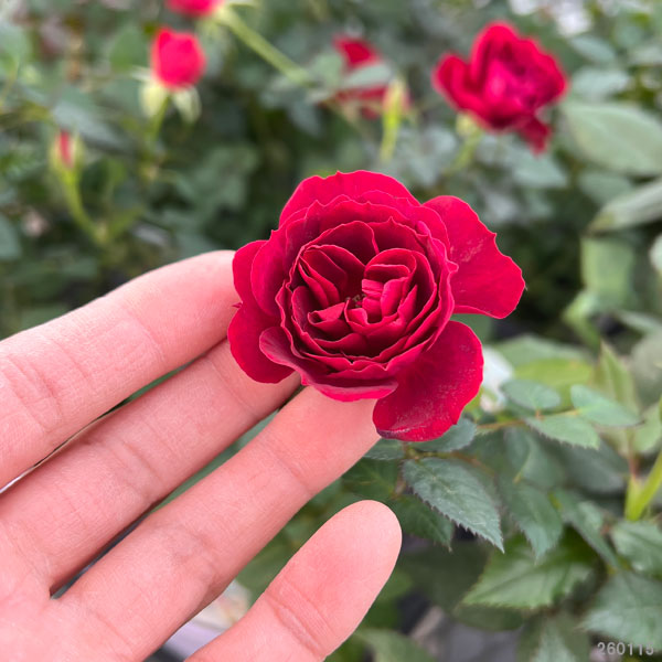 ミニバラ：ボルドー・コルダーナ3.5号ポット