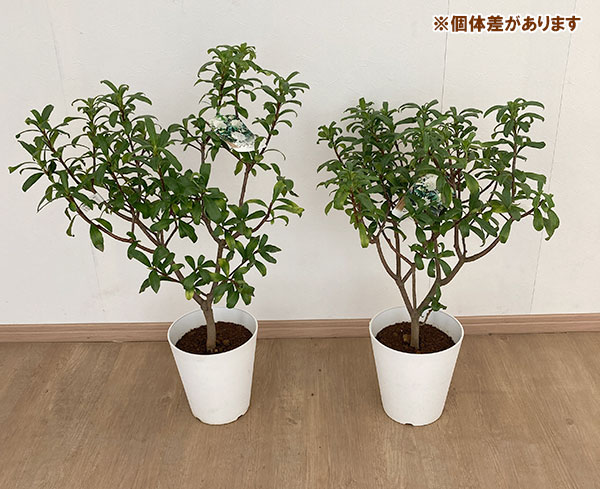 ジンチョウゲ(沈丁花):白花6号鉢植え
