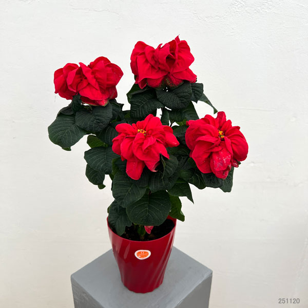 （わけあり特価）ポインセチア：ウィンターローズレッド5号鉢植え