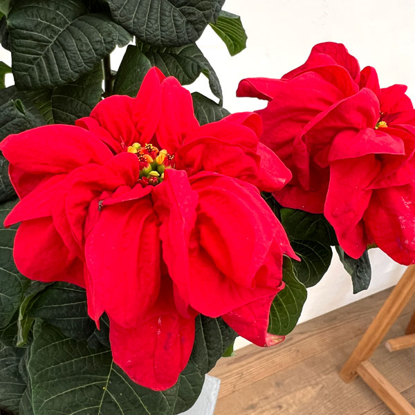 （わけあり特価）ポインセチア：ウィンターローズレッド5号鉢植え