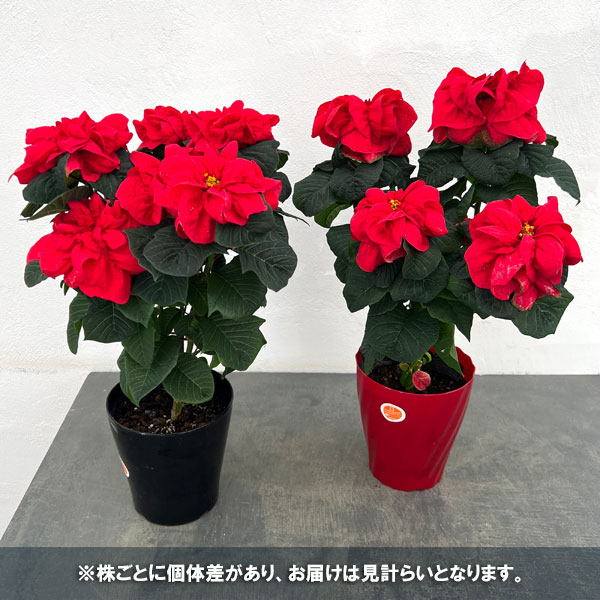 （わけあり特価）ポインセチア：ウィンターローズレッド5号鉢植え