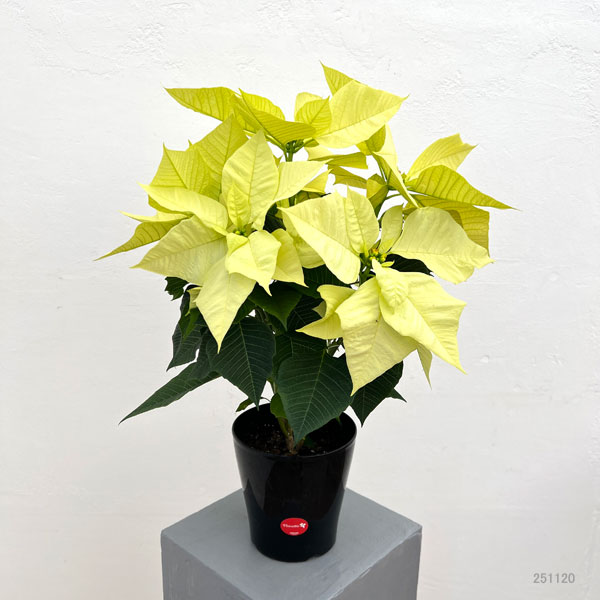（わけあり特価）ポインセチア：キャンディーミント5号鉢植え