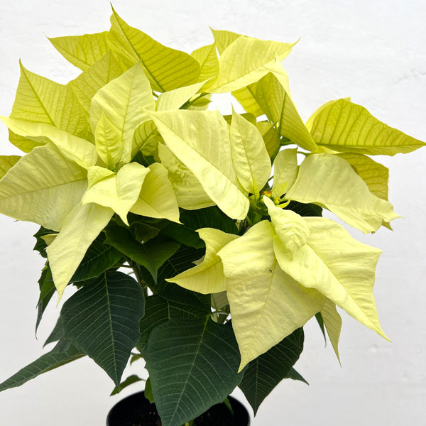 （わけあり特価）ポインセチア：キャンディーミント5号鉢植え