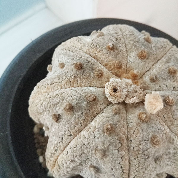 園芸ネット本店｜[ザ・ファームセレクト]アストロフォツム兜丸（かぶと