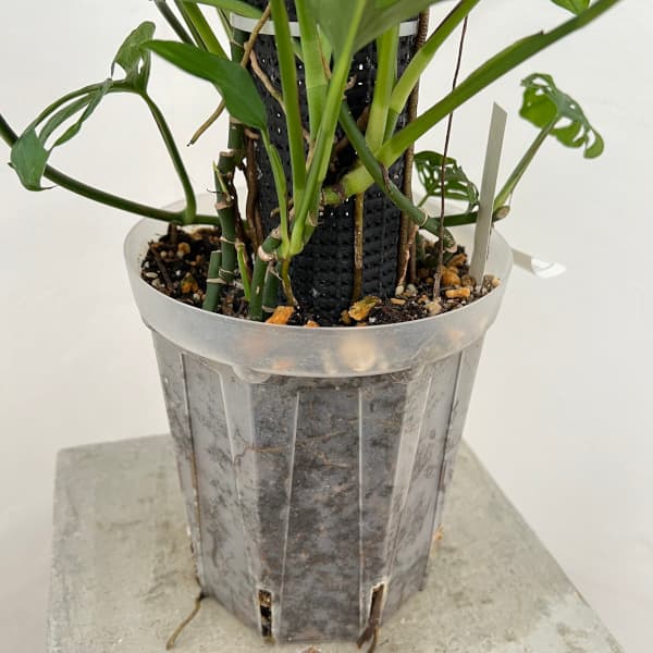 モンステラ：アクミナータ　6号