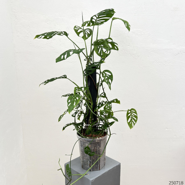 モンステラ：アクミナータ　6号