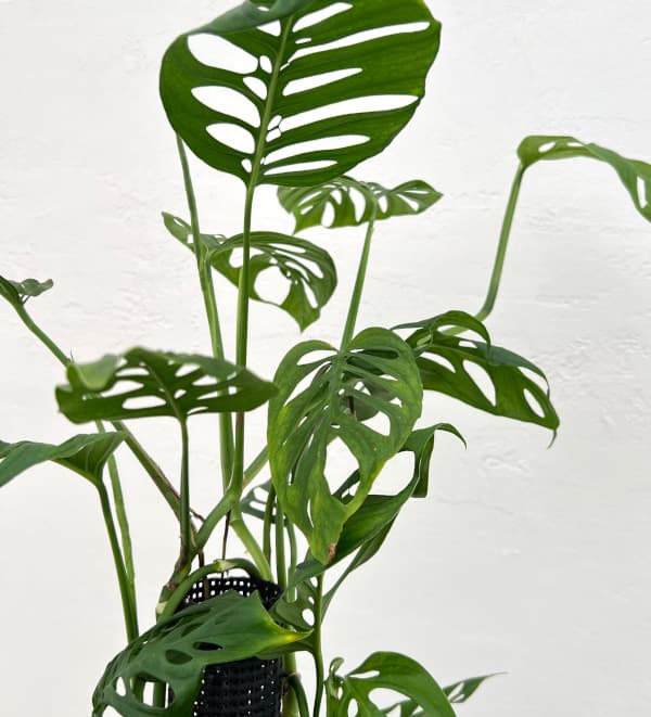 園芸ネット本店｜モンステラ：アクミナータ 6号 の通販【公式】