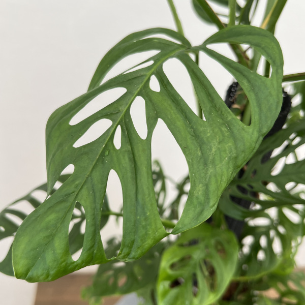 園芸ネット本店｜モンステラ：アクミナータ 6号 の通販【公式】