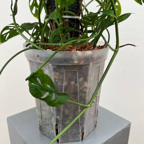 モンステラ：アクミナータ　6号