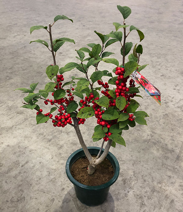 ウメモドキ:大納言(赤実)6号鉢植え