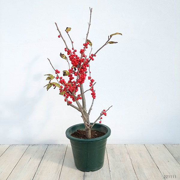 ウメモドキ:大納言(赤実)6号鉢植え