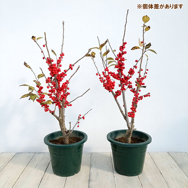 ウメモドキ:大納言(赤実)6号鉢植え