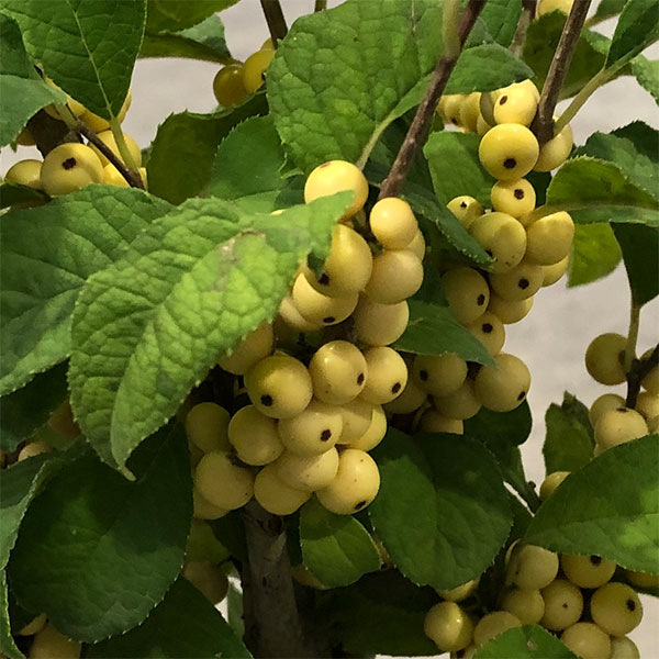 ウメモドキ:白実6号鉢植え