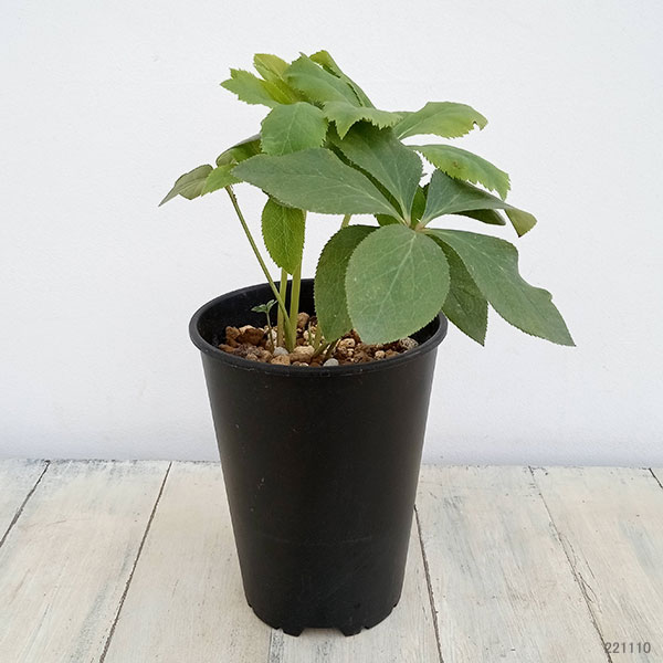 園芸ネット本店｜松村ナーセリーさんのクリスマスローズ：3年生（お花