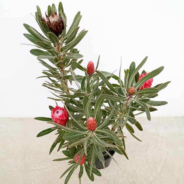 プロテア：スペシャルピンクアイス 7号鉢植え（6F） の通販 | 園芸ネット