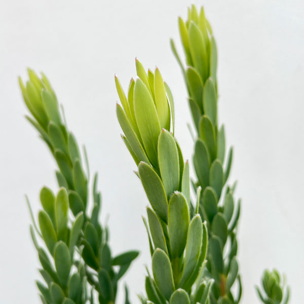 リューカデンドロン：ヴェルデ5号鉢植え