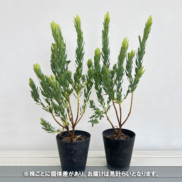 リューカデンドロン：ヴェルデ5号鉢植え