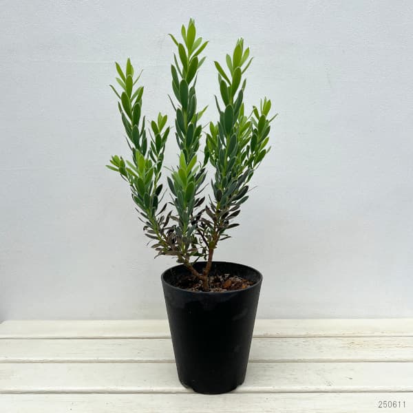 リューカデンドロン:ヴェルデ5号鉢植え