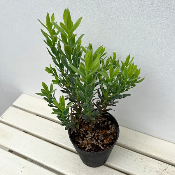 リューカデンドロン:ヴェルデ5号鉢植え