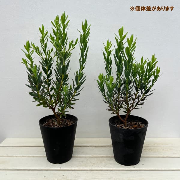 リューカデンドロン:ヴェルデ5号鉢植え