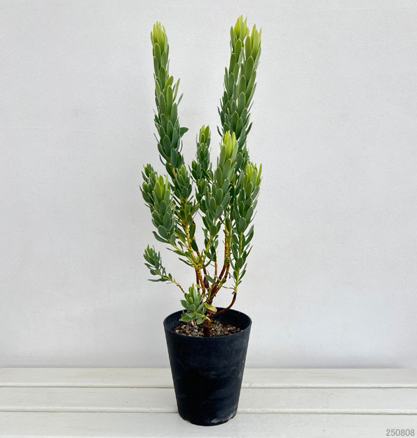 リューカデンドロン：ヴェルデ5号鉢植え