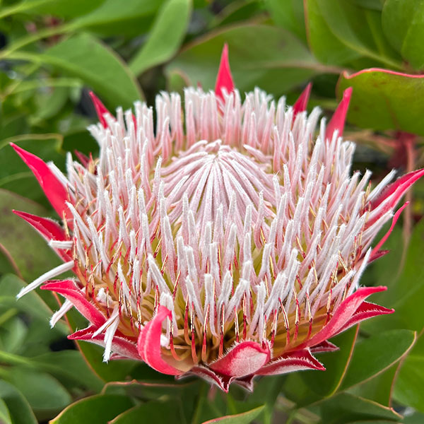 プロテア：リトルプリンス（２フラワー）　５号鉢植え