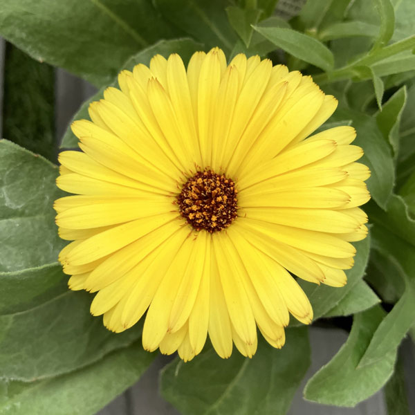 もこもこカレンジュラ：ライオンさんのトランペット（エミフル マロン）2.5号ロングポット