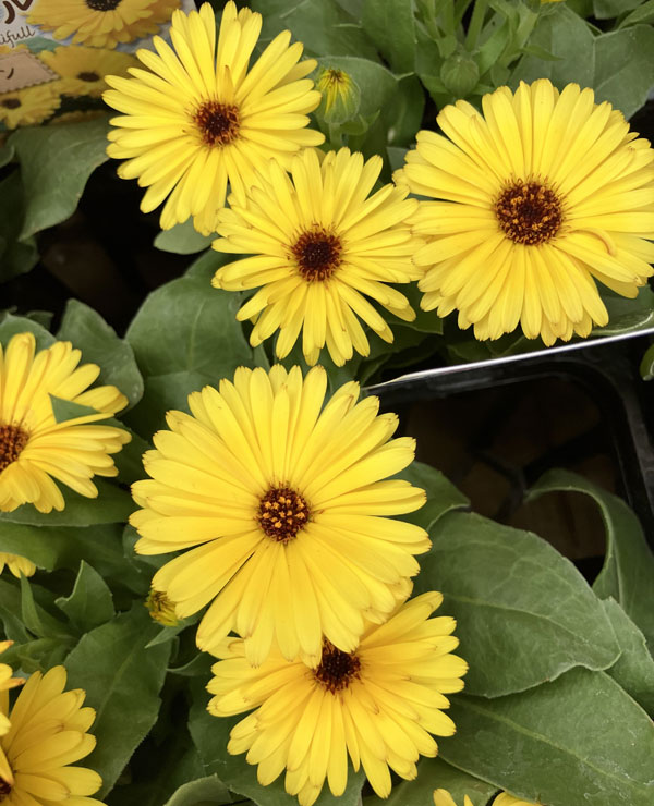 もこもこカレンジュラ：ライオンさんのトランペット（エミフル マロン）2.5号ロングポット