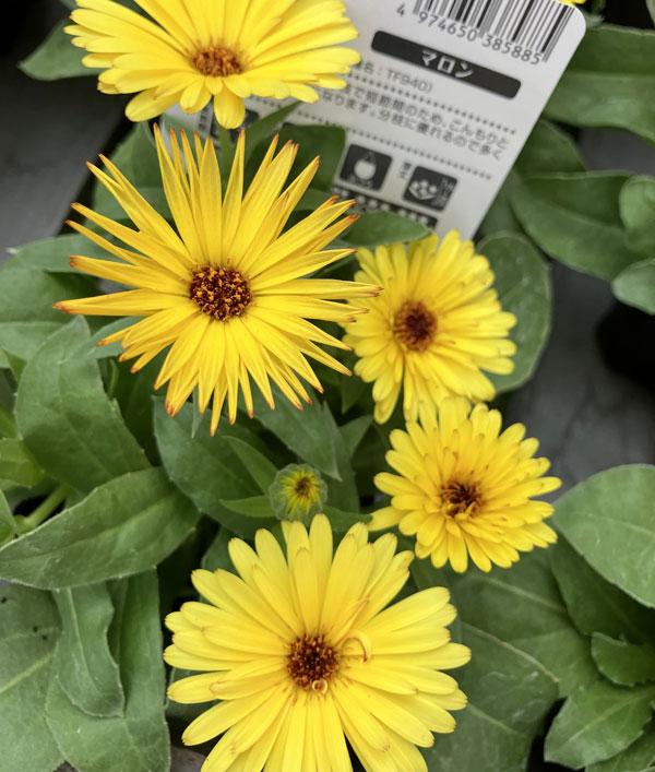 もこもこカレンジュラ：ライオンさんのトランペット（エミフル マロン）2.5号ロングポット