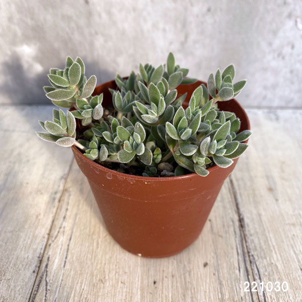 セダム：レモータ　2.5号