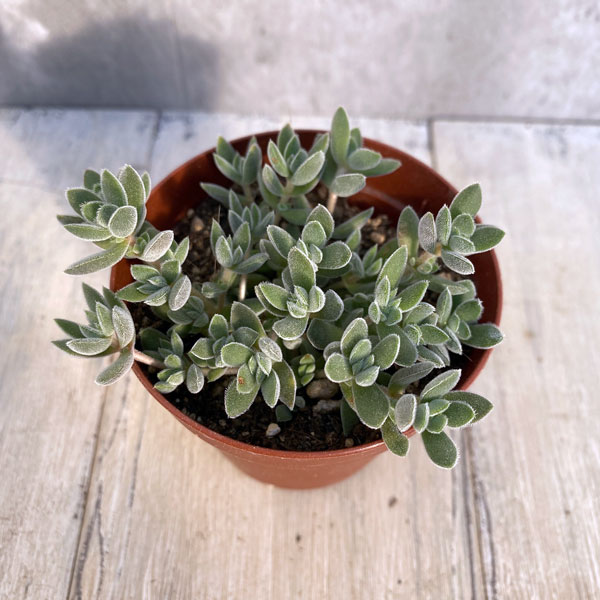 セダム：レモータ　2.5号