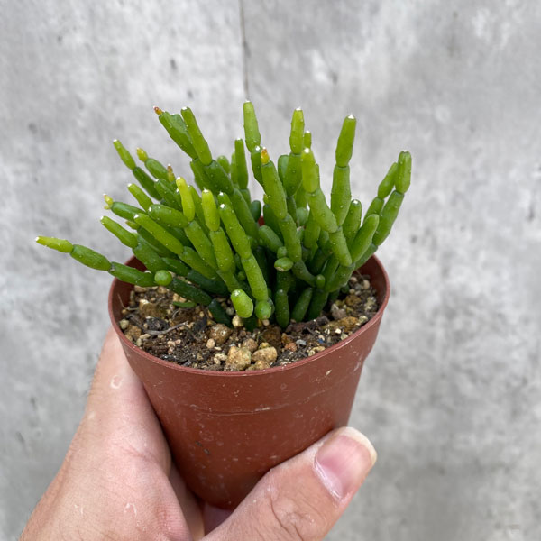 リプサリス：猿恋葦 2.5号