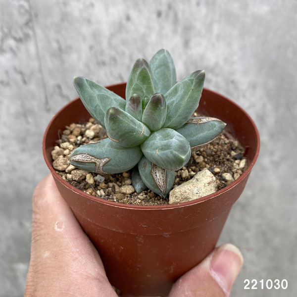 多肉植物:パキフィツム グラウクム 2.5号