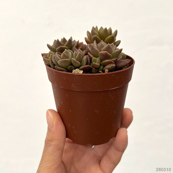 シノクラッスラ：天竺　2.5号ポット