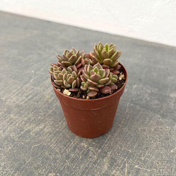 シノクラッスラ：天竺　2.5号ポット