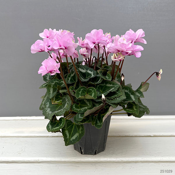 ミニシクラメン(八重咲):スクリュースター:ライトピンク系3号ポット